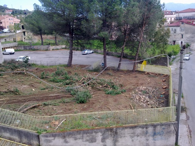 Pini Abbattuti giardino ex scuola elementare