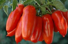 Pomodoro san Marzano