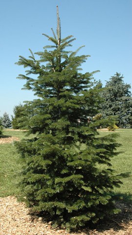 Abies Nordmanniana