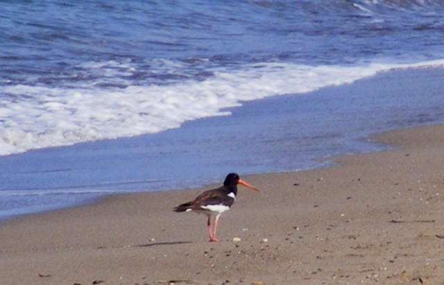 Beccaccia di mare