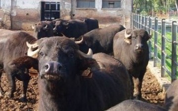 Azienda Agricola Improsta Bufale 