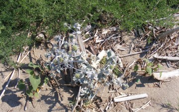 Eryingium-maritimum-sulle-spiagge-della-Riserva-Foce-Sele-Tanagro.