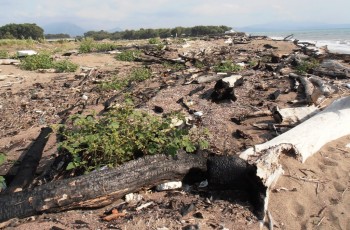 Foce Sele - tronchi in spiaggia