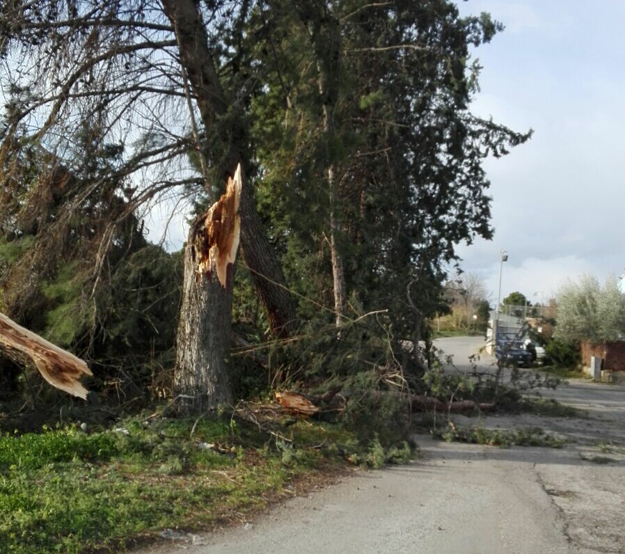 Albero caduto foto segnalata da Vincenzo Inverso