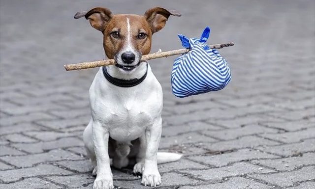 Cane abbandonato cerca padrone