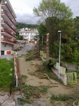 Pini abbattuti-Via-Giarletta-invasa dal resto degli abbattimenti