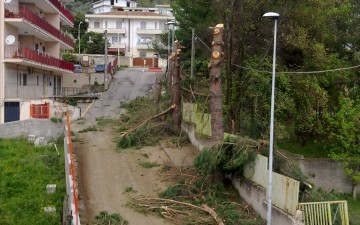 Pini abbattuti-Via-Giarletta-invasa dal resto degli abbattimenti