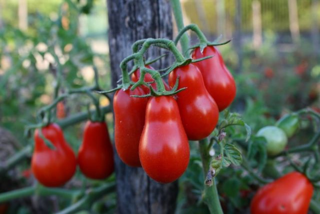 Pomodorino-Corbarino