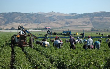 immigrati_lavoro-stagionale_agricoltura.