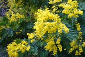 Mimosa