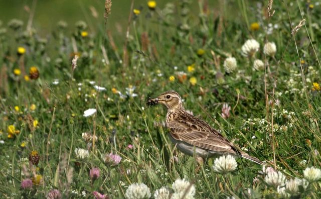 uccelli-biodiversità